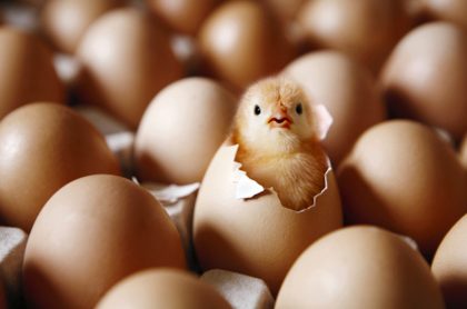 Precio del pollo y los huevos se mantendrá alto durante un año y medio más