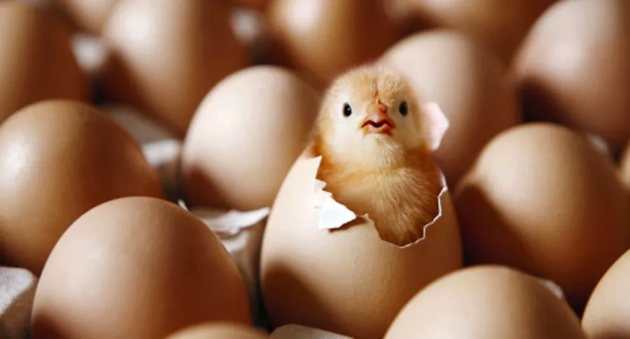 Precio del pollo y los huevos se mantendrá alto durante un año y medio más