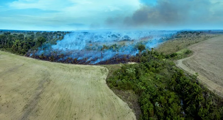 Amazonas pasó de ser el pulmón del mundo a un gran generador de CO2