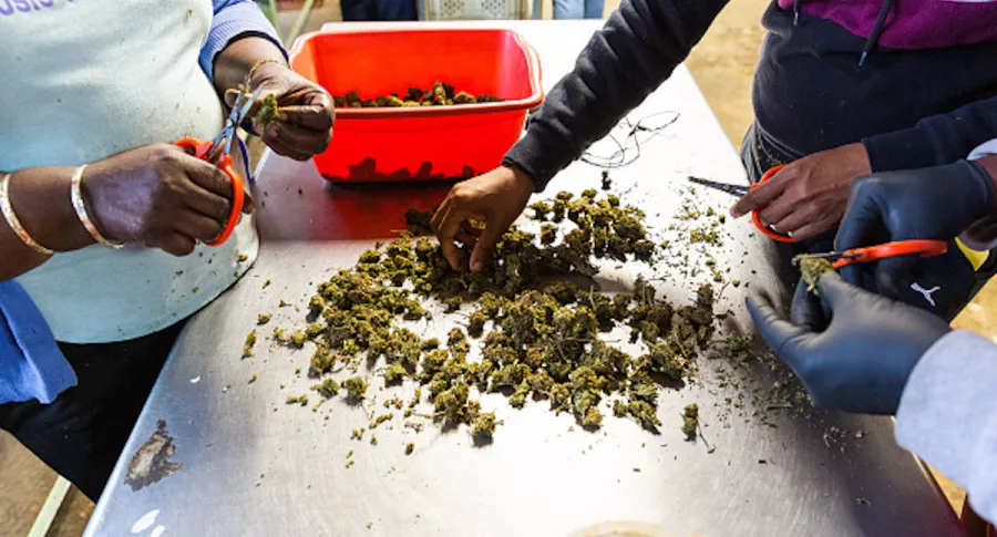 Cannabis medicinal será clave para economía y generación de empleo en Colombia