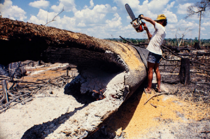 Desde este 5 de agosto del 2021, la deforestación quedó tipificada como delito en Colombia.