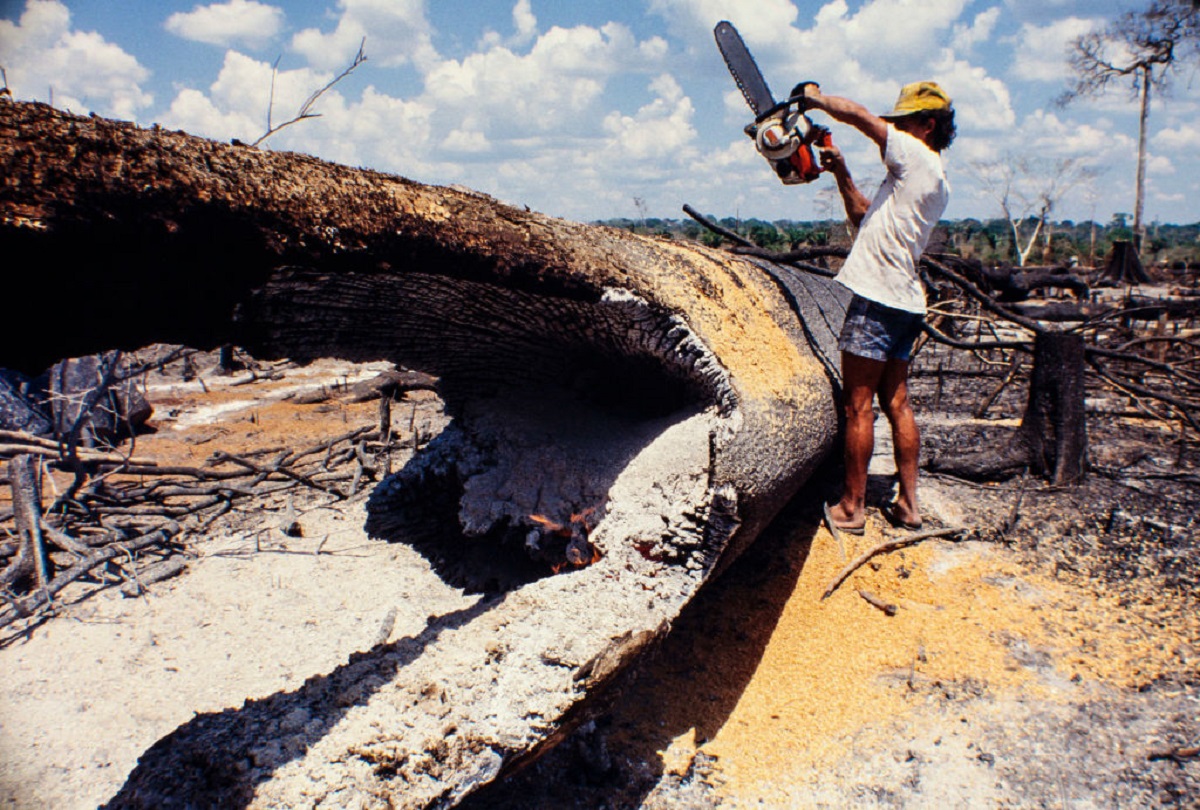 Deforestación ya es delito en Colombia