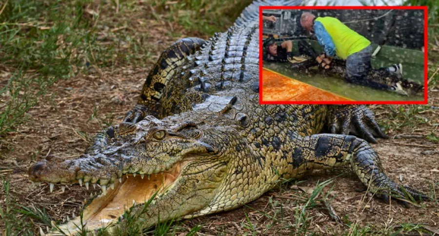 Video: hombre salva la vida de joven que fue atacada por un cocodrilo en EEUU