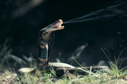 Científicos hallan sustancia en serpientes capaz de frenar al covid-19