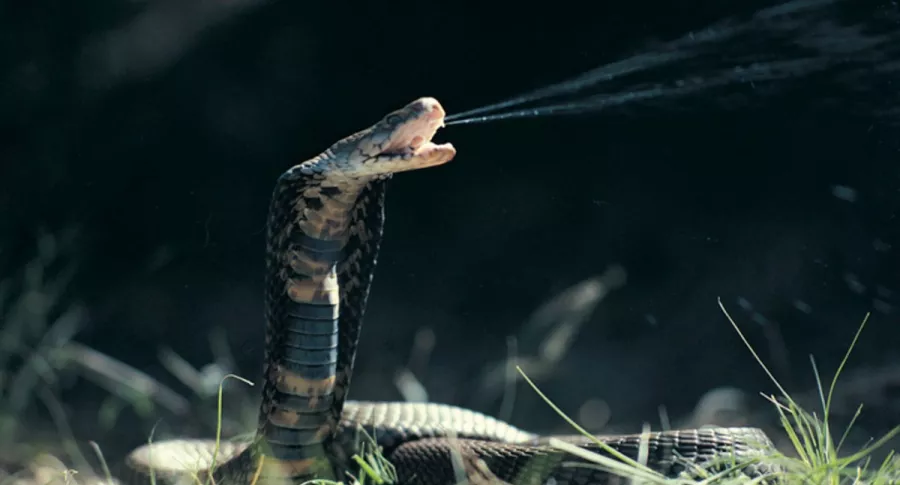 Científicos hallan sustancia en serpientes capaz de frenar al covid-19