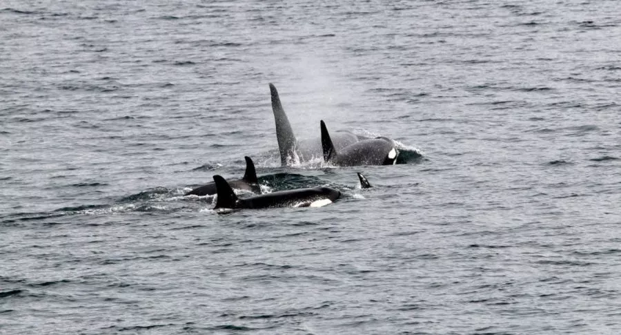 Video: grupo de orcas atacó a un velero con 4 tripulantes, en España