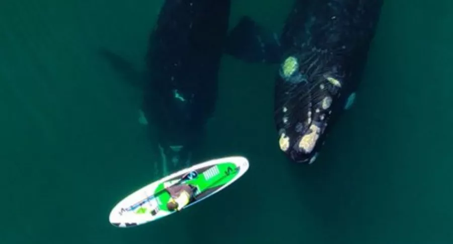 Maravillosos videos de ballenas jugando con mujer que practica 'paddle surf'