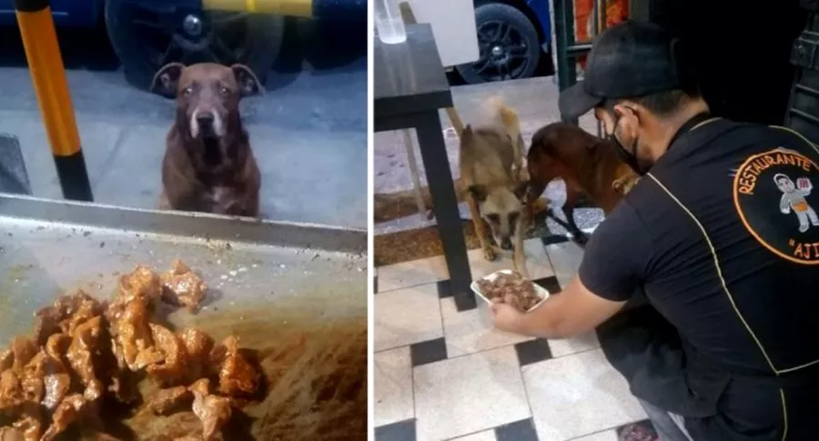 Dueño de restaurante ofrece comida a todos los perros callejeros que llegan