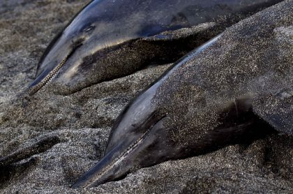 Islas Feroe defiende que matanza de 1.400 delfines en un día es por tradición