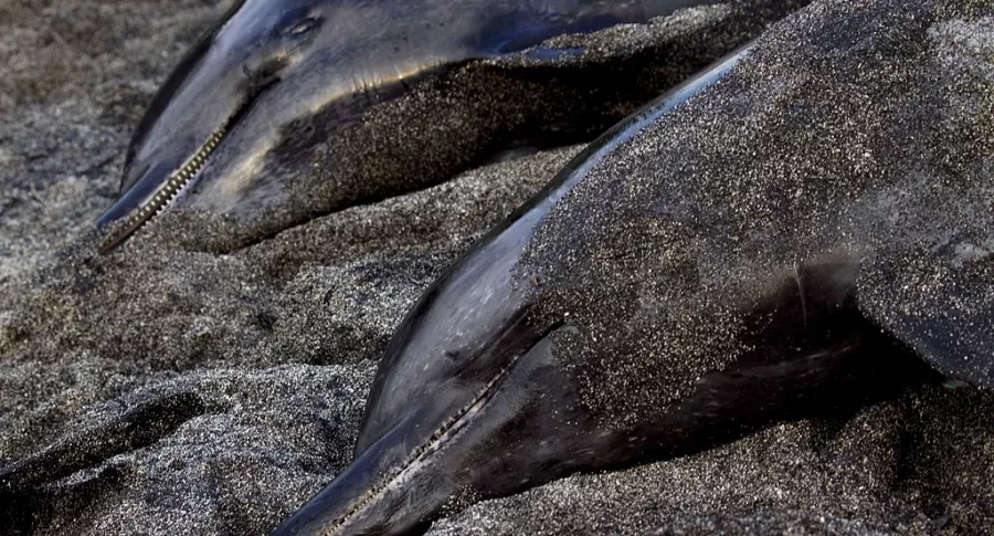 Islas Feroe defiende que matanza de 1.400 delfines en un día es por tradición