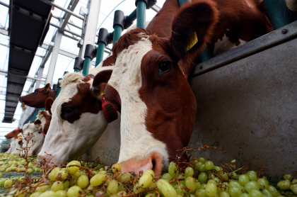 Imagen de vacas ilustra artículo Cambio climático: metano, el otro gas que buscan combatir