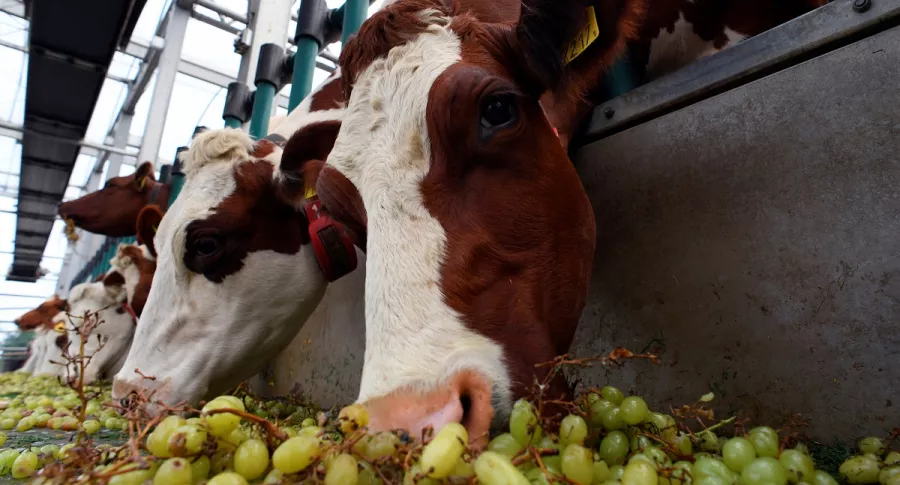 Imagen de vacas ilustra artículo Cambio climático: metano, el otro gas que buscan combatir