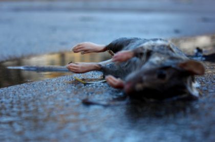  ratas sobreviven a inundaciones y compensan muertes con rápida reproducción