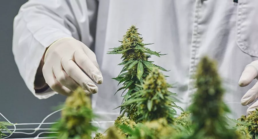 Exportaciones de cannabis medicinal colombiana crecieron más de 1.500% este año