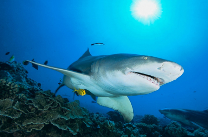 Las aletas de tiburón incautadas en El Dorado de Bogotá iban para Hong Kong.