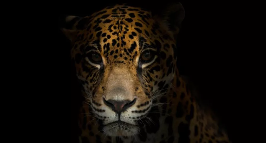 Mujer fue atacada por leopardo en la noche, pero lo sacó corriendo a bastonazos