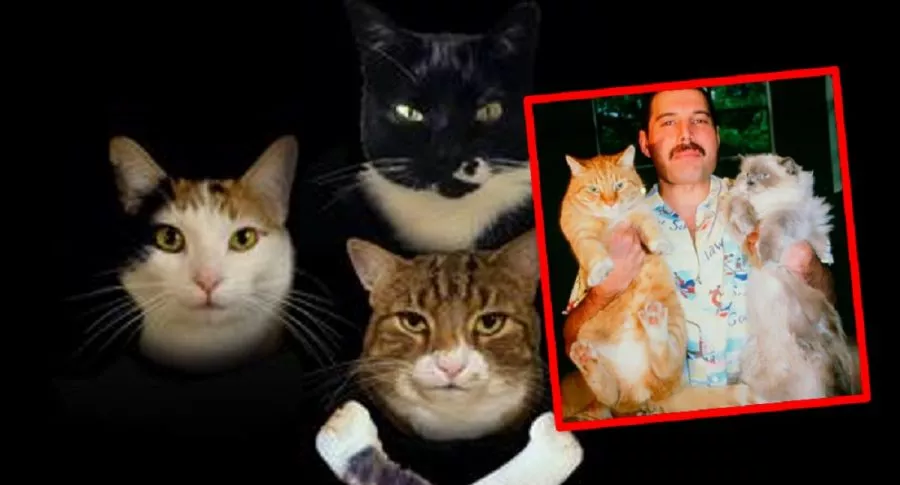 Imagen de 'Bohemian Catsody': la parodia que le hubiese a Freddie Mercury. 