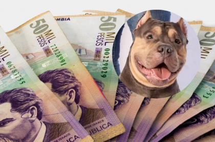 Fotos de dinero colombiano y de perro que murió en un avión de Easyfly, en nota de sanciones a dos empresas grandes de transporte.