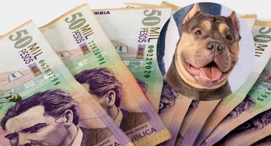 Fotos de dinero colombiano y de perro que murió en un avión de Easyfly, en nota de sanciones a dos empresas grandes de transporte.