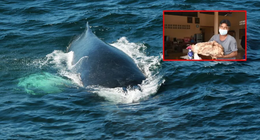 Pescador de Tailandia halló "vómito de ballena", valuado en un millón de dólares