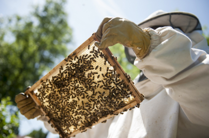 Panal de abejas / imagen de referencia