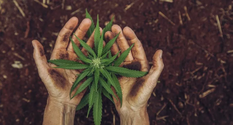 Imagen de Cannabis medicinal, que se venderá en todas las droguerías de Colombia