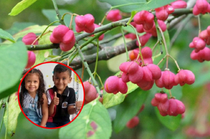 Dos hermanos de 5 y 3 años, de nacionalidad venezolana, murieron luego de ingerir varios frutos de una planta venenosa en Ocaña, Norte de Santander.