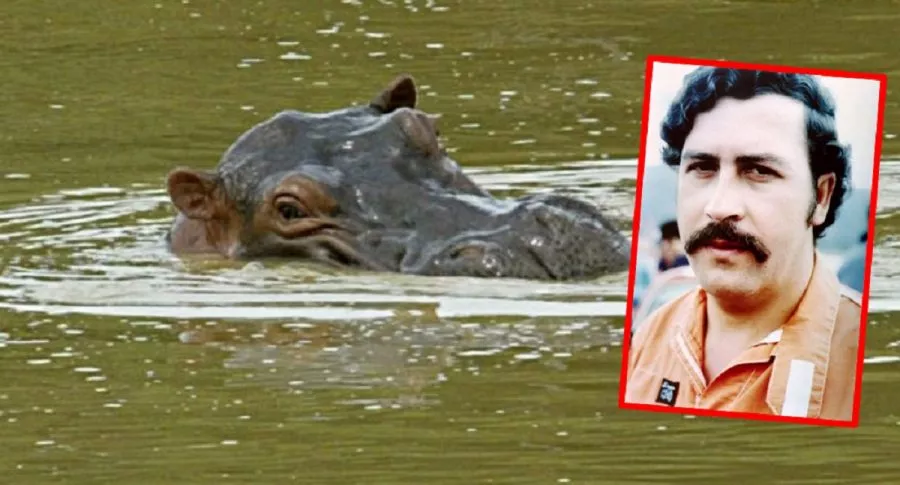 Imágenes de uno de los hipopótamos de Pablo Escobar y del capo. 