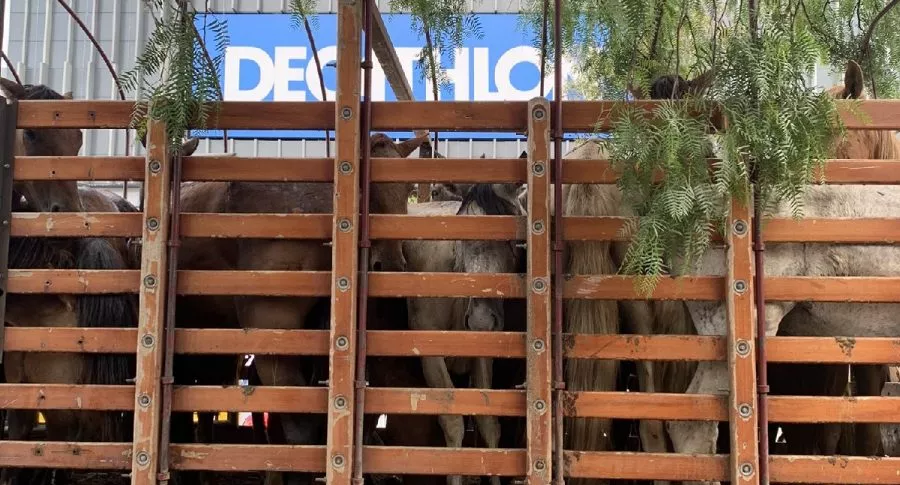 Caballos en Bogotá se encontraban encerrados en un camión.