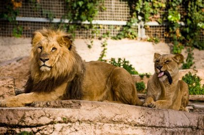 15 leones en dos zoológicos de Estados Unidos dan positivo para coronavirus