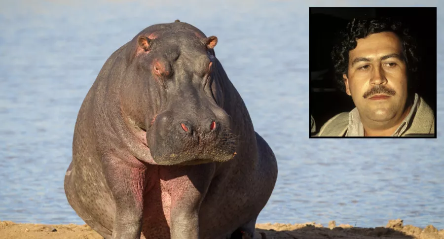 Imagen de hipopótamo de Pablo Escobar, que atacó a un campesino en Antioquia