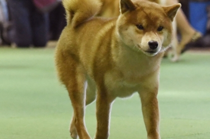 Imagen de perro shiba inu ilustra artículo shiba inu  