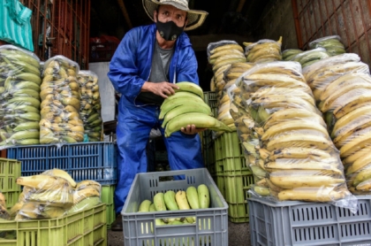 Plátanos fueron de los productos que más se encarecieron en Colombia en octubre del 2021.