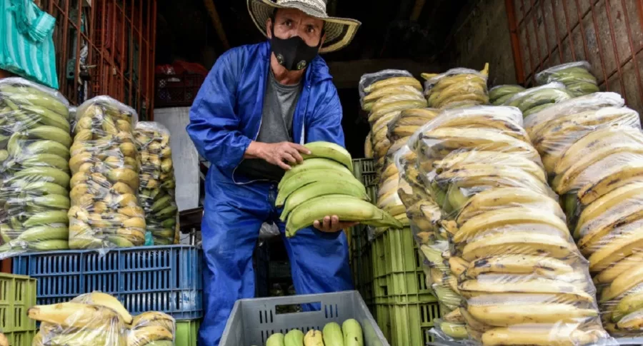 Plátanos fueron de los productos que más se encarecieron en Colombia en octubre del 2021.