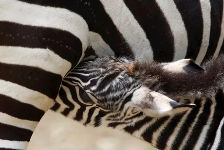 Fotos del bebé cebra que nació en excelentes condiciones en zoológico de Cali