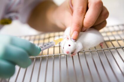 Imagen que ilustra pruebas con ratones para superar parálisis. 