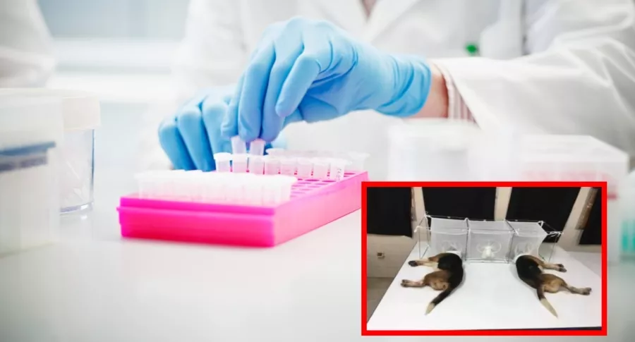 Animalistas denuncian al doctor Anthony Fauci por probar un medicamento experimental en perros y luego sacrificarlos