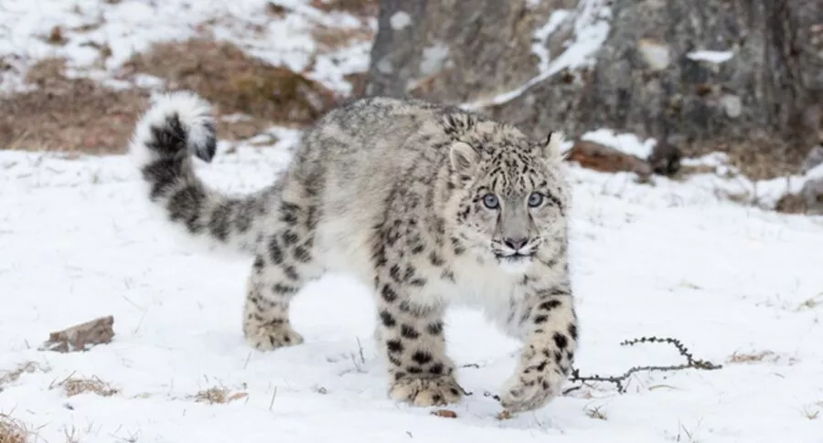 Tres leopardos de las nieves mueren por COVID-19 en zoológico de Estados Unidos