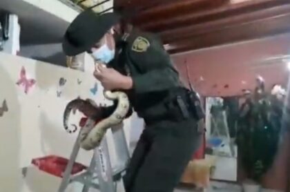 Encontraron boa constrictor en jardín infantil de Medellín