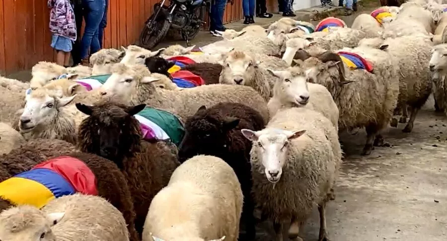 3.000 ovejas se tomaron las calles de Marulanda, Caldas.