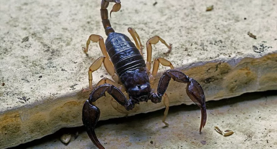 Plaga de escorpiones deja 3 muertos y al menos 450 envenenados en Egipto