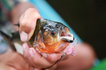 Peces carnívoros de río atacan a 30 personas en Argentina; niña perdió un dedo