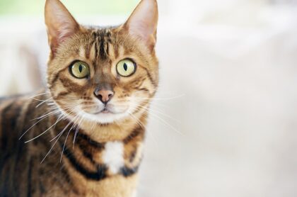 Imagen de gato que ilustra nota; En Santa Marta, habitantes de calle están matando y comiendo gatos