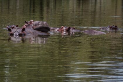 Crías de hipopótamos de Pablo Escobar, en Colombia.  