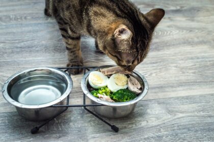Gato comiendo comida casera, a propósito de que expertos explican por qué las dietas caseras pueden ser peligrosas para los felinos.