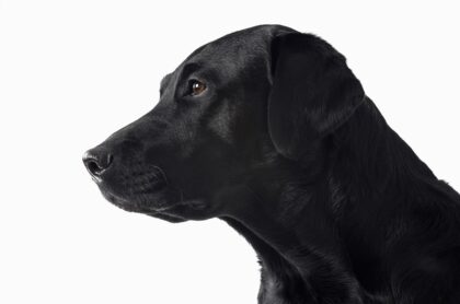 Perro negro, a propósito de qué es el 'síndrome del perro negro' y cómo evitarlo.