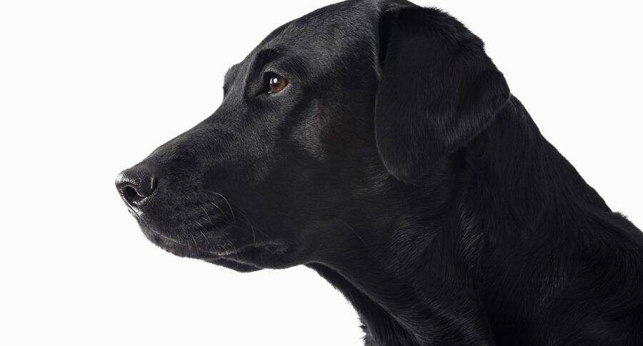 Qué es el Síndrome del Perro Negro - y por qué son menos adoptados 🐕