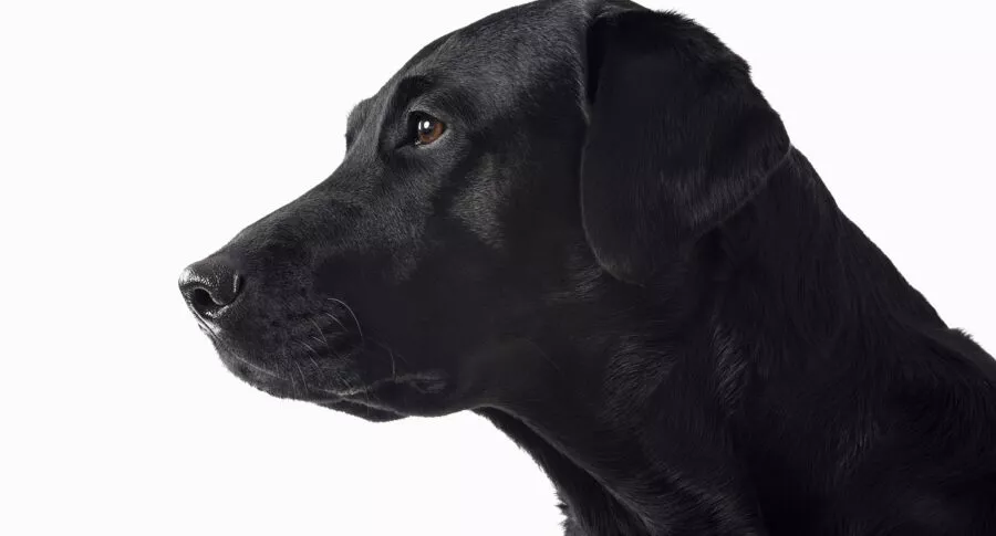 Perro negro, a propósito de qué es el 'síndrome del perro negro' y cómo evitarlo.