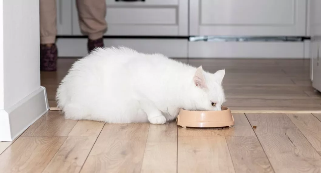 Gato blanco comiendo.