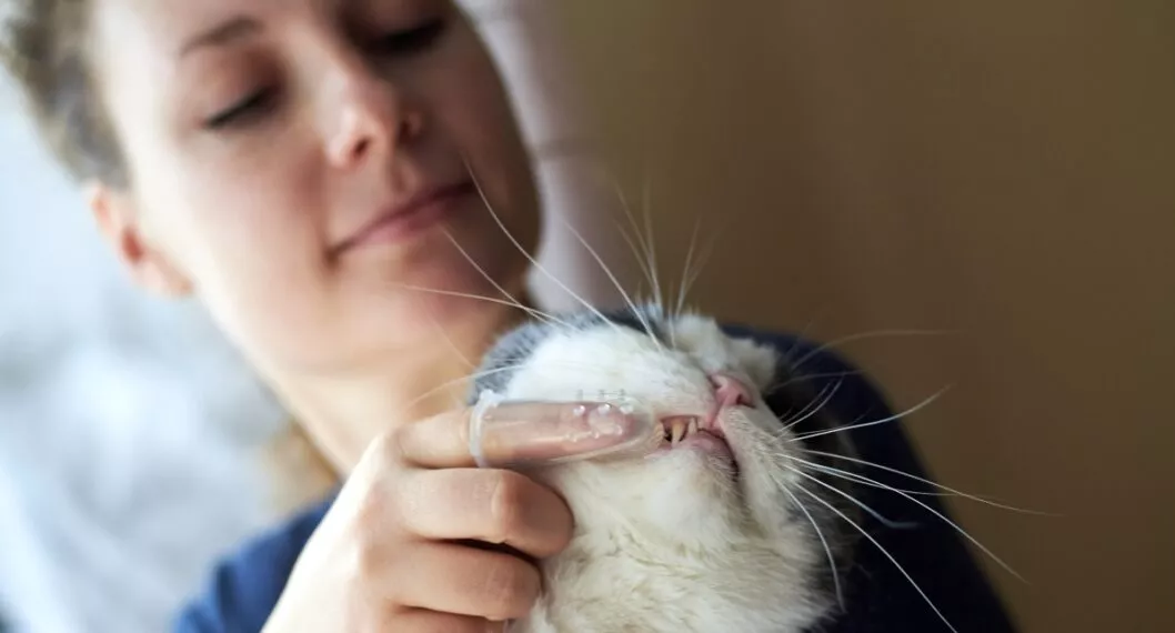 Mujer cepillando los dientes de un gato.